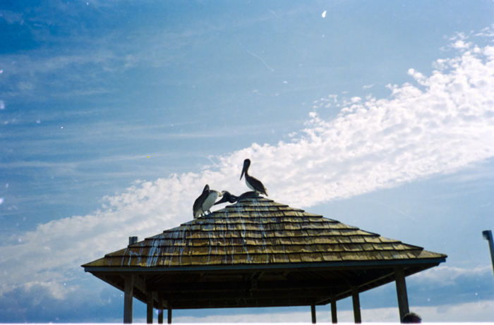 minerva_deak_f_c5_s2_249_juli_florida_1988-003