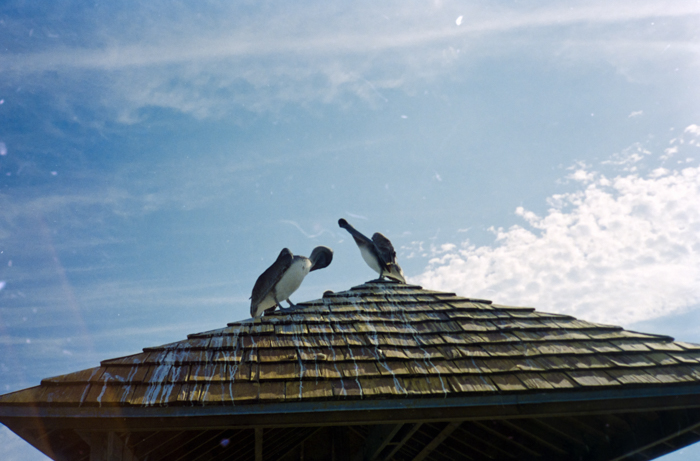 minerva_deak_f_c5_s2_249_juli_florida_1988-004