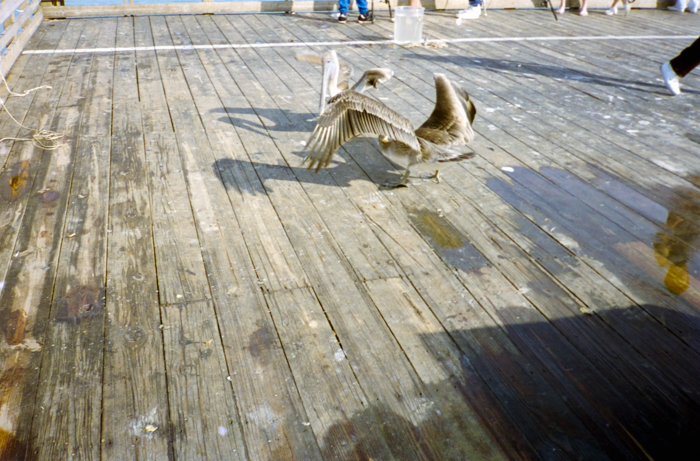 minerva_deak_f_c5_s2_249_juli_florida_1988-011