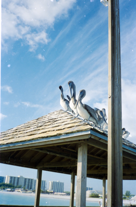 minerva_deak_f_c5_s2_249_juli_florida_1988-013