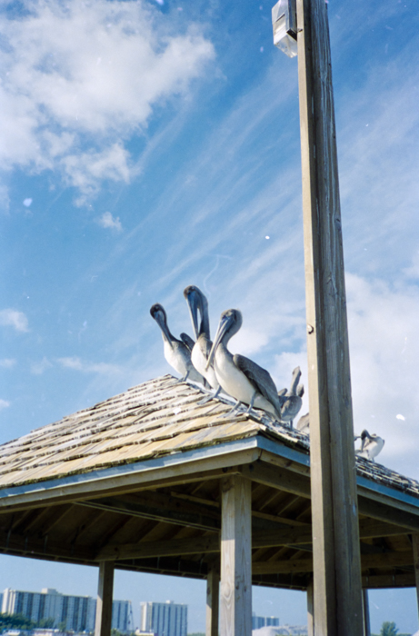 minerva_deak_f_c5_s2_249_juli_florida_1988-014