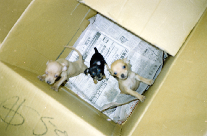 minerva_deak_f_c5_s2_249_juli_florida_1988-042