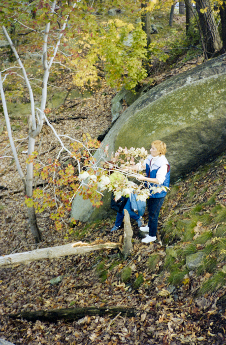 minerva_deak_f_c5_s2_250_juli_bear_1988-028