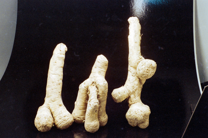 minerva_deak_f_c6_s1_275_1989-012