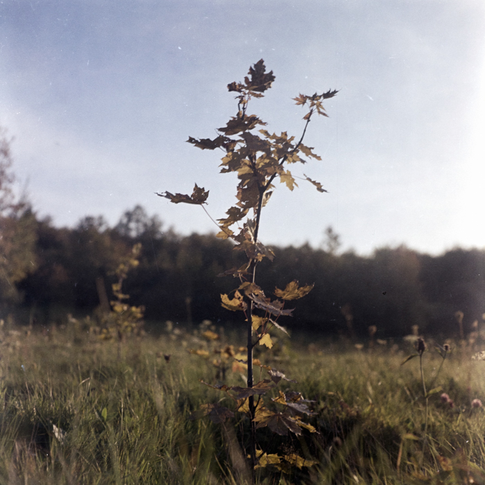 minerva_deak_f_c6_s1_291-013