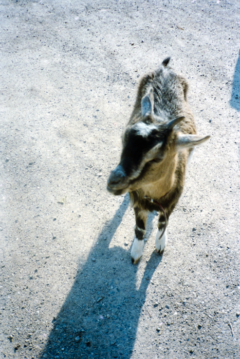 minerva_deak_f_c6_s2_302_svajc_1989-014