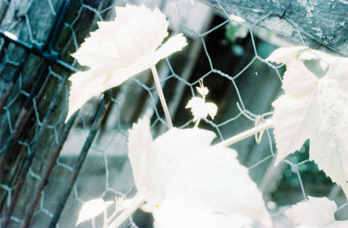 minerva_deak_f_c6_s3_322-008