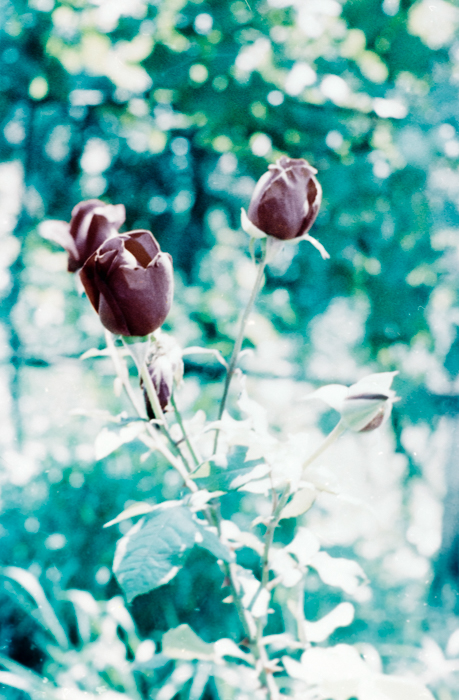 minerva_deak_f_c6_s3_322-013