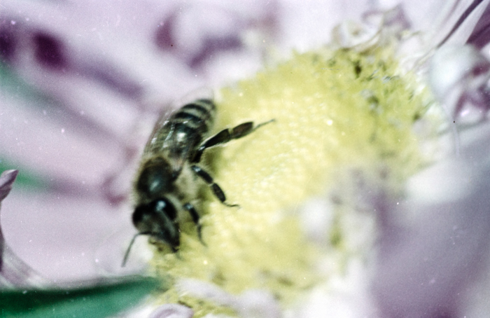 minerva_deak_f_c6_s3_color_323-034