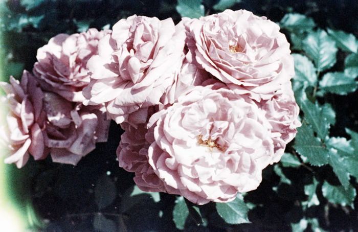 minerva_deak_f_c6_s3_color_323-044