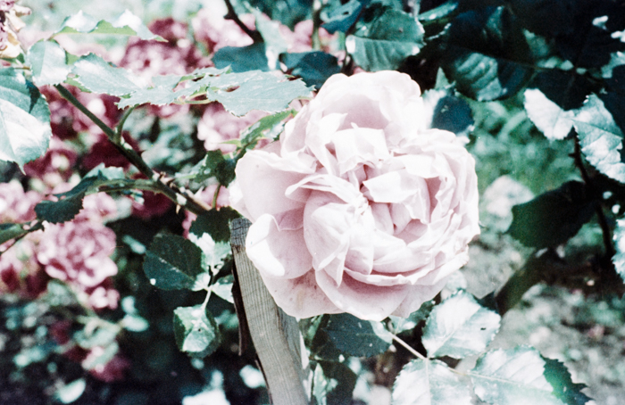 minerva_deak_f_c6_s3_color_323-045