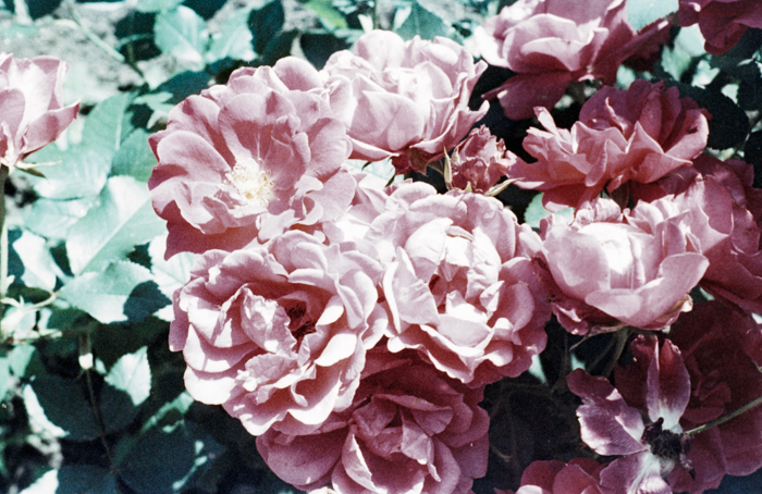 minerva_deak_f_c6_s3_color_323-046