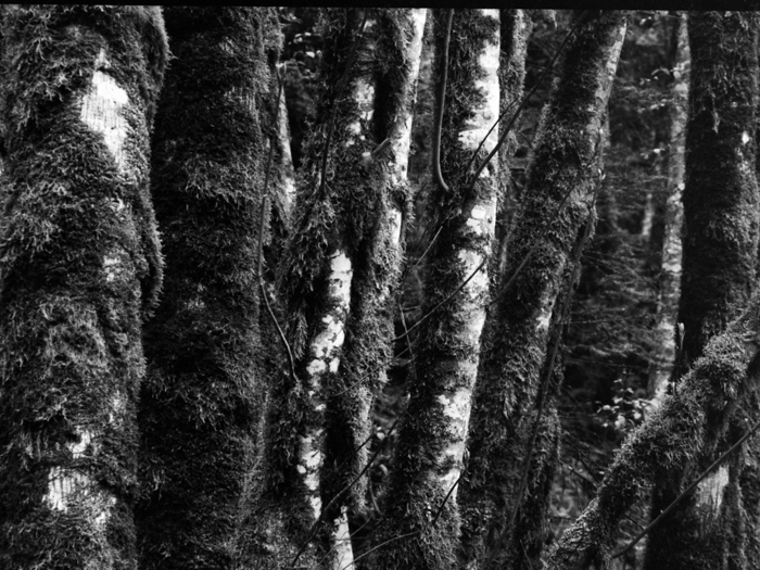 minerva_deak_f_c8_s1_583-18_1993_vizeses-011