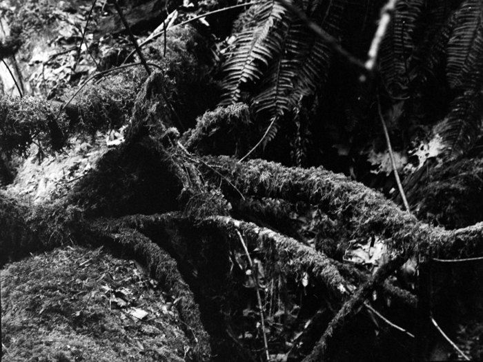 minerva_deak_f_c8_s1_583-20_1993_vancouver_island-003