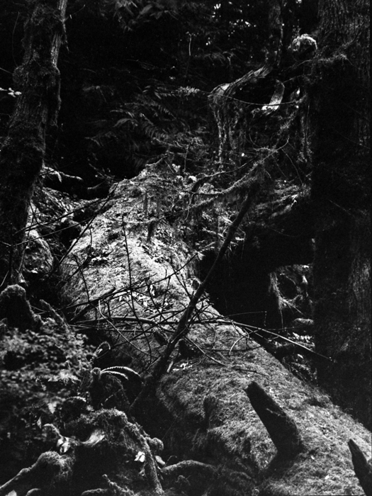 minerva_deak_f_c8_s1_583-20_1993_vancouver_island-005