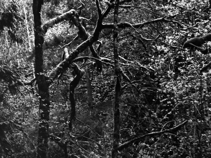 minerva_deak_f_c8_s1_583-20_1993_vancouver_island-006