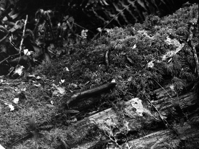 minerva_deak_f_c8_s1_583-20_1993_vancouver_island-011