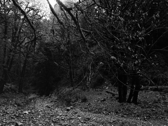 minerva_deak_f_c8_s1_583-20_1993_vancouver_island-013