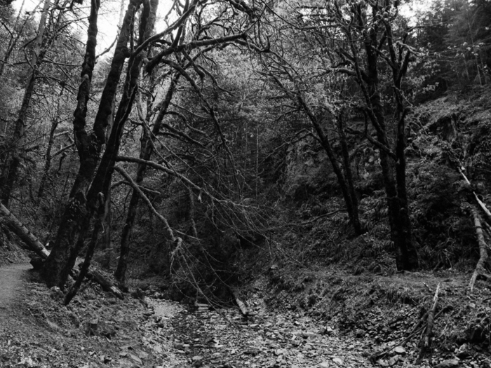 minerva_deak_f_c8_s1_583-20_1993_vancouver_island-015