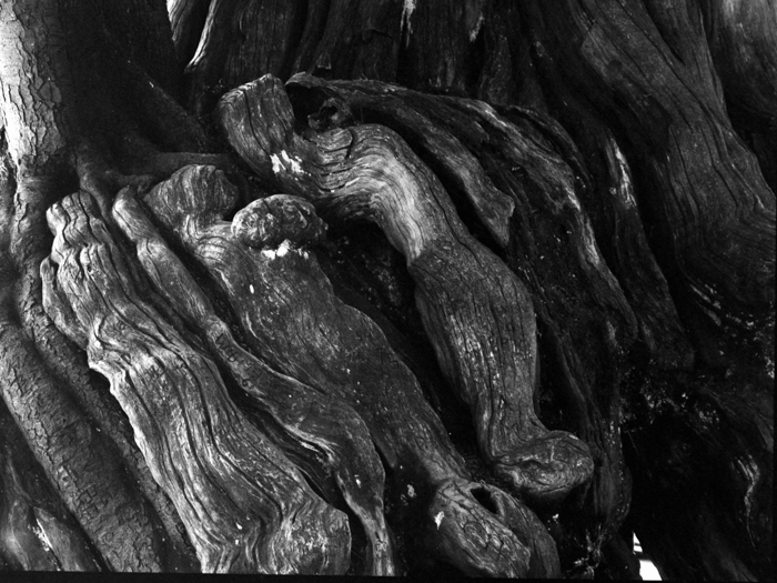 minerva_deak_f_c8_s1_583-23_gyokerek-001