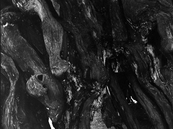 minerva_deak_f_c8_s1_583-23_gyokerek-002