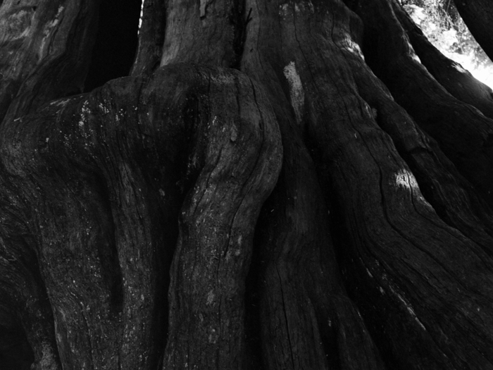 minerva_deak_f_c8_s1_583-23_gyokerek-005