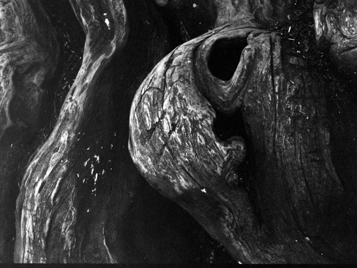 minerva_deak_f_c8_s1_583-23_gyokerek-006