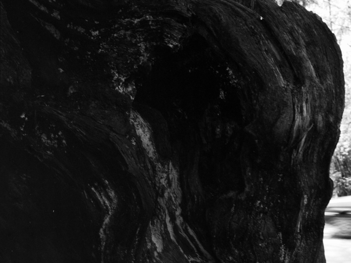 minerva_deak_f_c8_s1_583-23_gyokerek-007