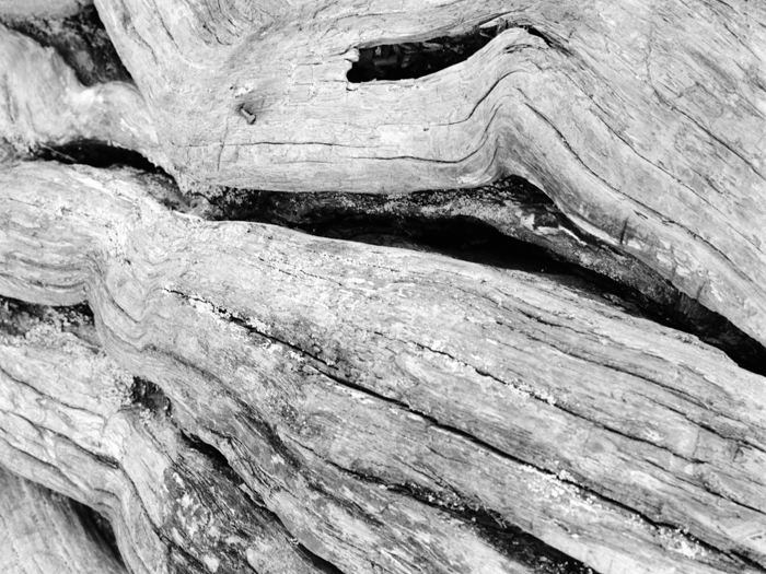 minerva_deak_f_c8_s1_583-23_gyokerek-008