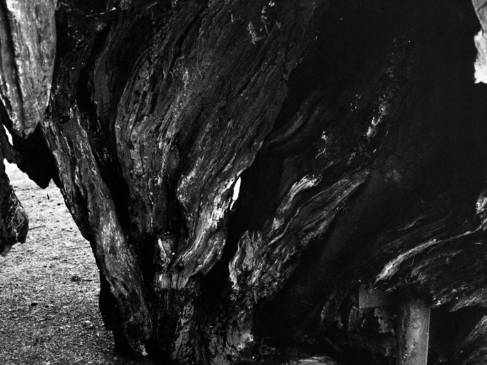 minerva_deak_f_c8_s1_583-23_gyokerek-009