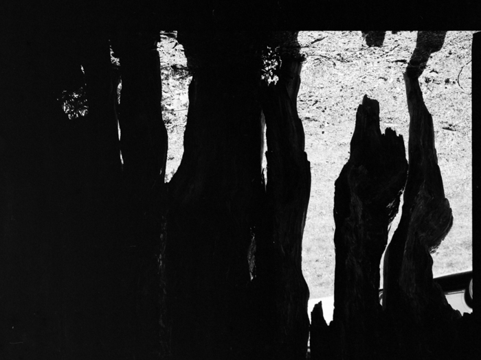 minerva_deak_f_c8_s1_583-23_gyokerek-010