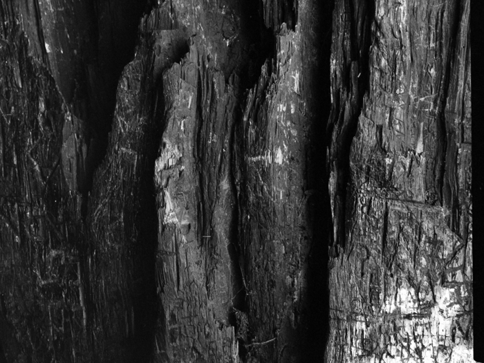 minerva_deak_f_c8_s1_583-23_gyokerek-011