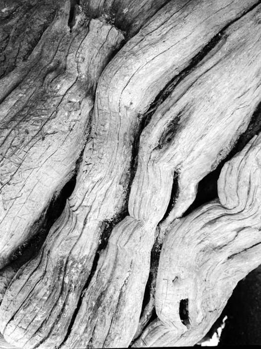 minerva_deak_f_c8_s1_583-23_gyokerek-012