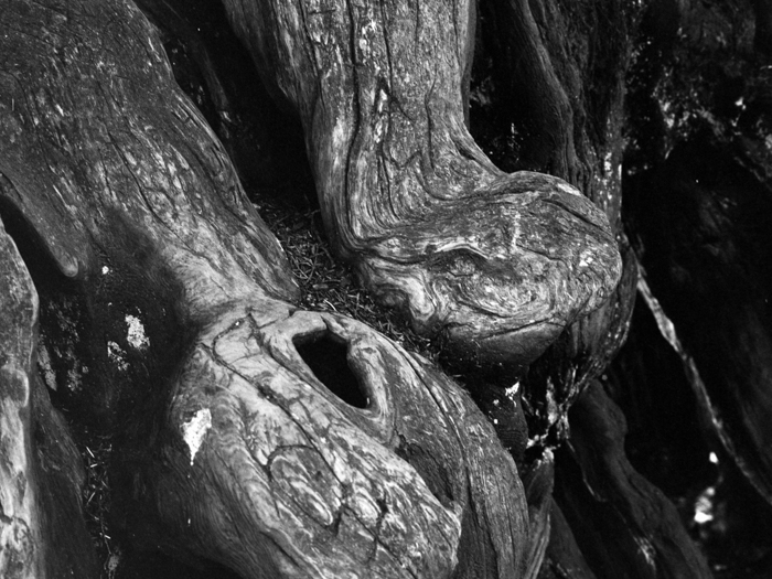 minerva_deak_f_c8_s1_583-23_gyokerek-013