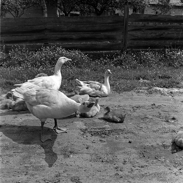 minerva_diverse_c1_c4_006