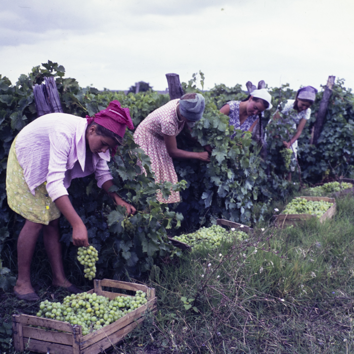 minerva_dn_1967_208_c.a.p_23_august_004