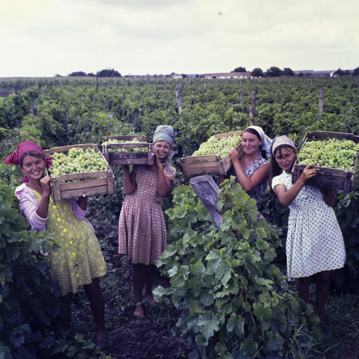 minerva_dn_1967_208_c.a.p_23_august_007