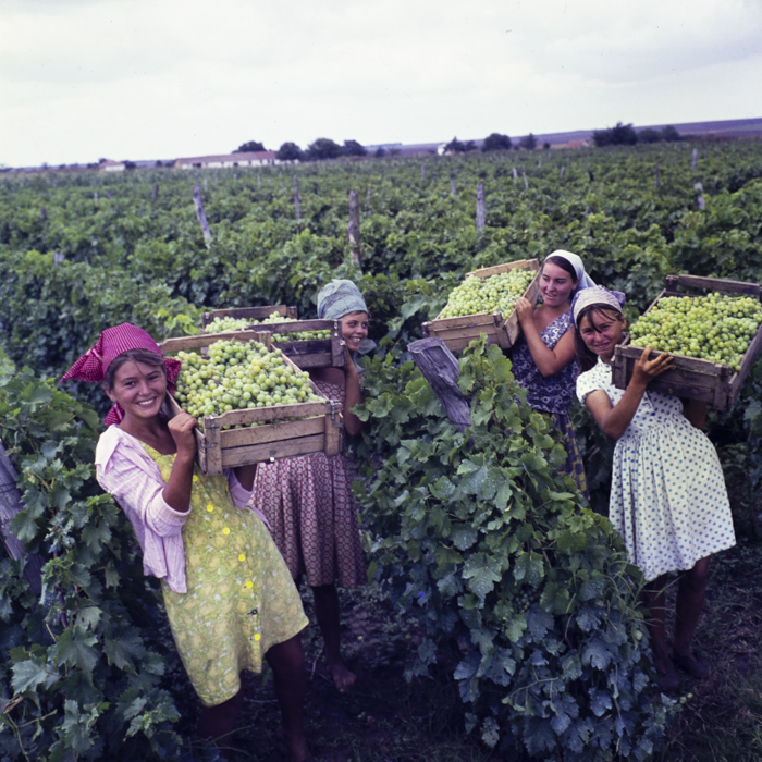 minerva_dn_1967_208_c.a.p_23_august_008