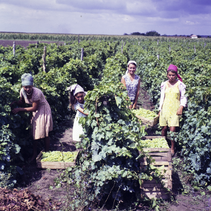 minerva_dn_1967_208_c.a.p_23_august_017