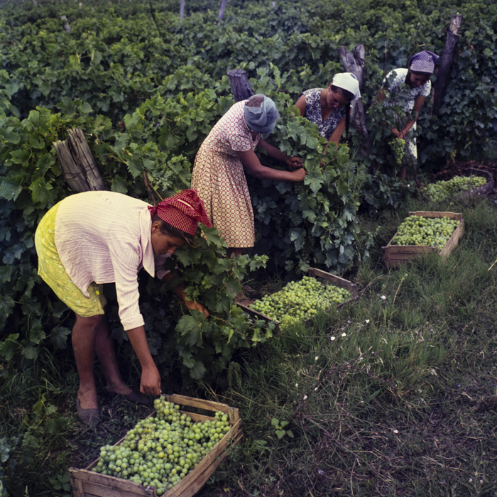 minerva_dn_1967_208_c.a.p_23_august_018