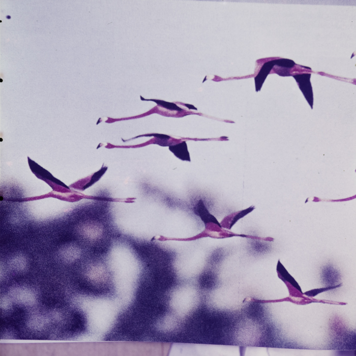 minerva_dn_1967_248_reclama_revista_sebok004