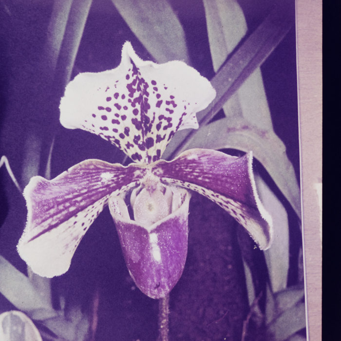 minerva_dn_1967_248_reclama_revista_sebok024