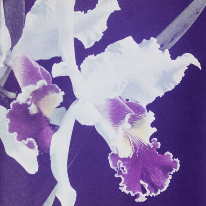 minerva_dn_1967_248_reclama_revista_sebok025