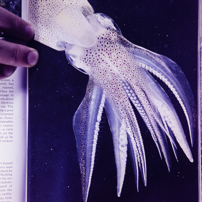 minerva_dn_1967_248_reclama_revista_sebok026