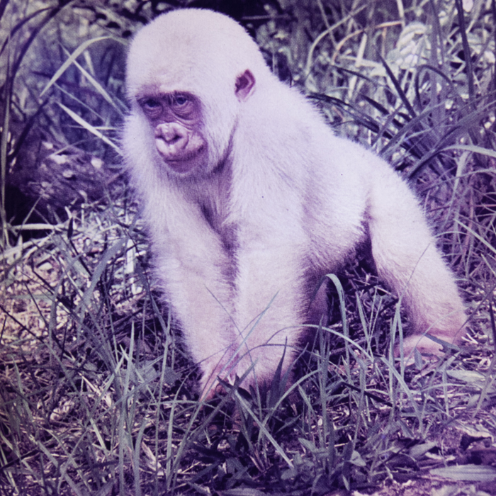 minerva_dn_1967_248_reclama_revista_sebok027