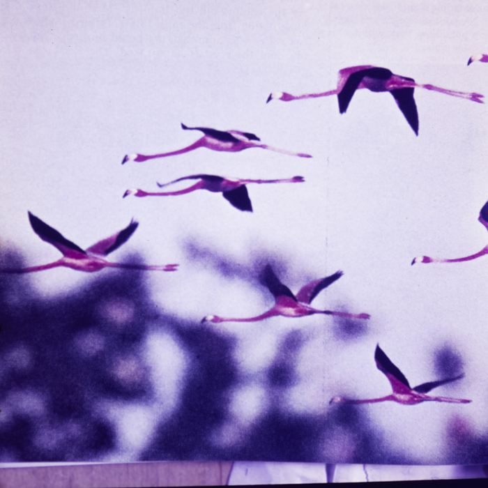 minerva_dn_1967_248_reclama_revista_sebok028