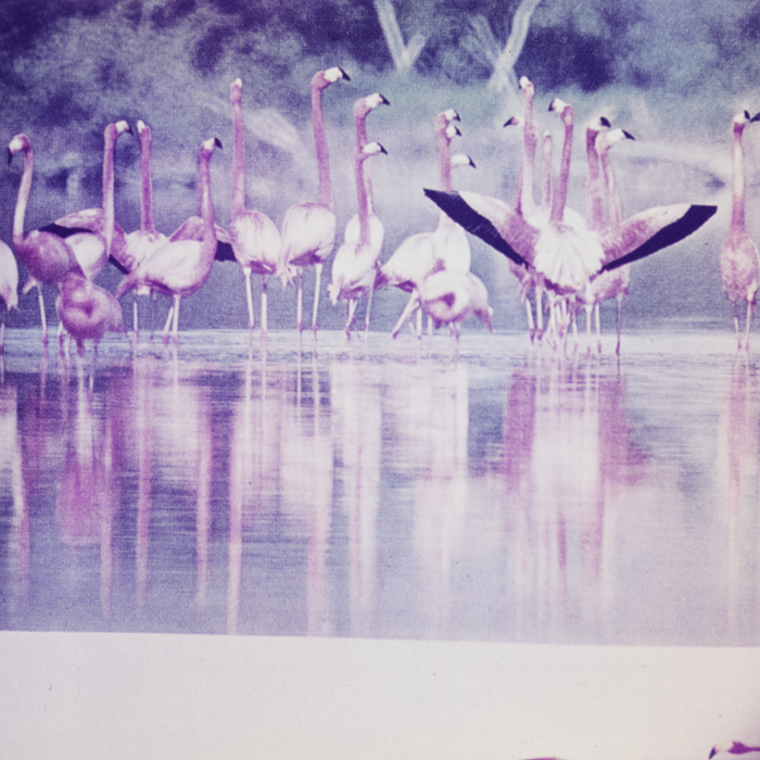 minerva_dn_1967_248_reclama_revista_sebok029