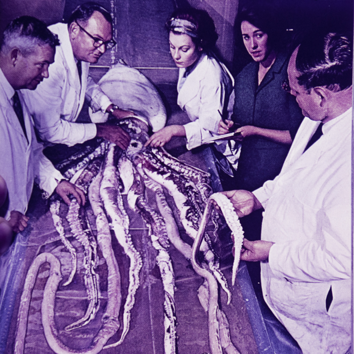 minerva_dn_1967_248_reclama_revista_sebok030