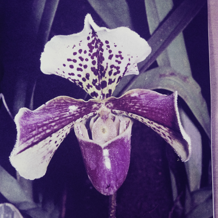 minerva_dn_1968_252_reproduceri_orhidee_001