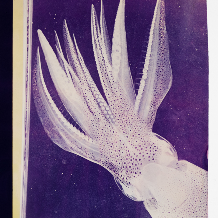 minerva_dn_1968_252_reproduceri_orhidee_002